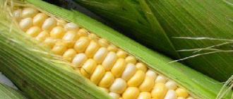 Как хранить кукурузу в початках?